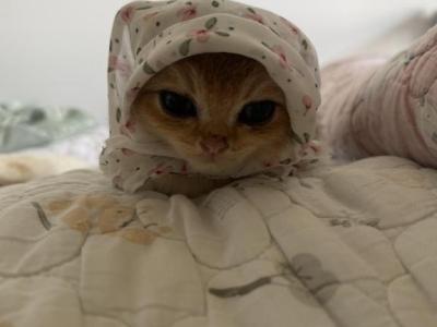 Tomi - British Shorthair - Gallery Photo #1