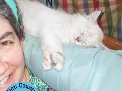 Glameow - Siberian - Gallery Photo #1