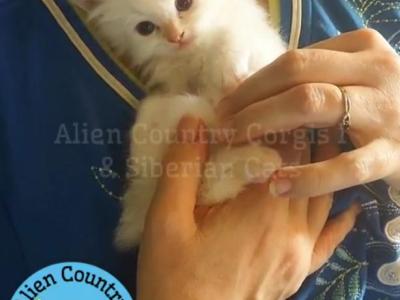Palkia - Siberian - Gallery Photo #1