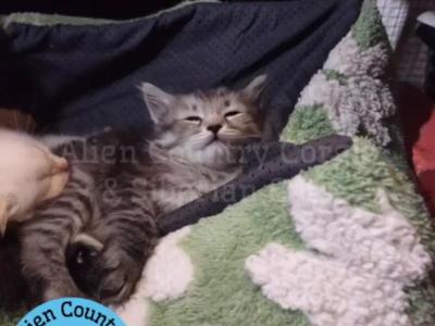 Gengar - Siberian - Gallery Photo #1