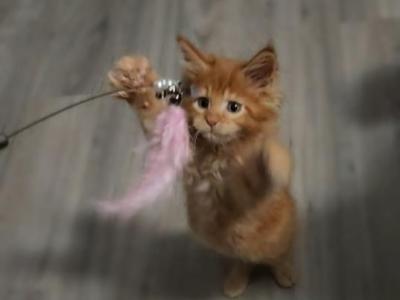 Heroic Hearts Litter - Maine Coon - Gallery Photo #1