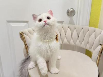 Ponpon - Selkirk Rex - Gallery Photo #1