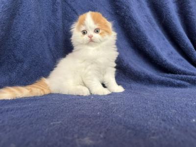 Vanna - Scottish Fold - Gallery Photo #1
