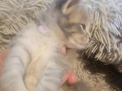 Kitty Siver Girl 18 Toes - Maine Coon - Gallery Photo #1