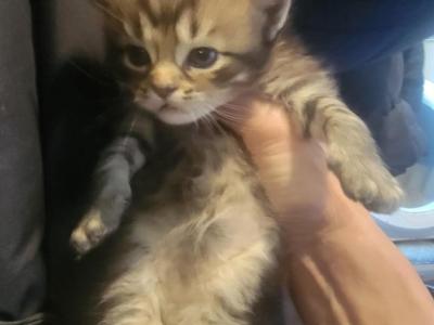 Smokey Boy 18 Toes - Maine Coon - Gallery Photo #1