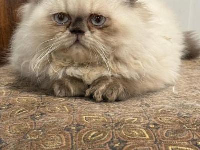Rambo - Himalayan - Gallery Photo #1