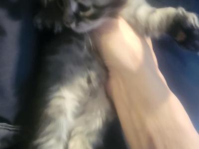 Smokey Girl 24 Toes - Maine Coon - Gallery Photo #1