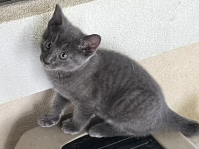 GRAY MANX GIRL - Manx - Gallery Photo #1