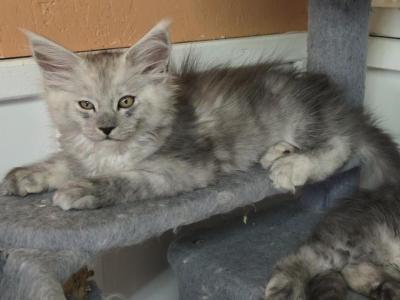Sweetie - Maine Coon - Gallery Photo #1