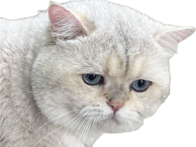 Mishu Adult British Shorthair Stud With All Rights - British Shorthair - Gallery Photo #1