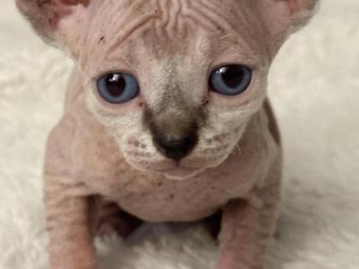 Rubys Kittys - Sphynx - Gallery Photo #1