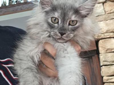 Litter T Female - Maine Coon - Gallery Photo #1