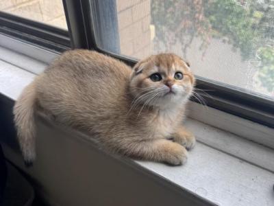 Leo - Scottish Fold - Gallery Photo #1