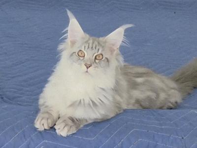 Litter S Females - Maine Coon - Gallery Photo #1