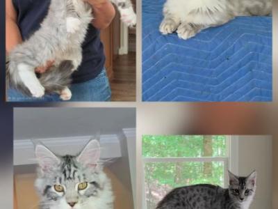 Litter S Females - Maine Coon - Gallery Photo #1