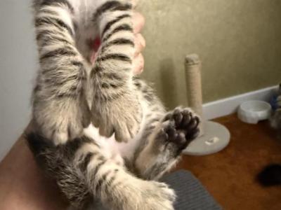 Highland Lynx Kittens Oct 25 - Highlander - Gallery Photo #1