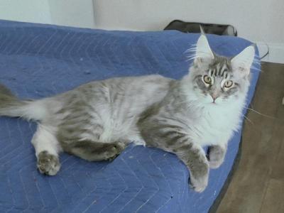 Blue Silver Mackerel Tabby Male - Maine Coon - Gallery Photo #1