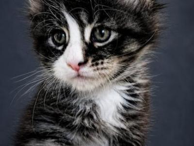 Black Tabby With White Maine Coon Boy European - Maine Coon - Gallery Photo #1
