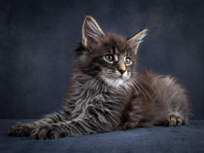 Show Quality European Maine Coon Kitten Heavy Bone - Maine Coon - Gallery Photo #1