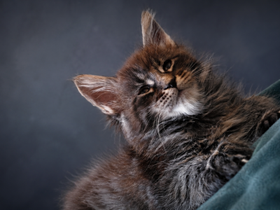 Distinctive European Black Tabby Maine Coon Boy - Maine Coon - Gallery Photo #1