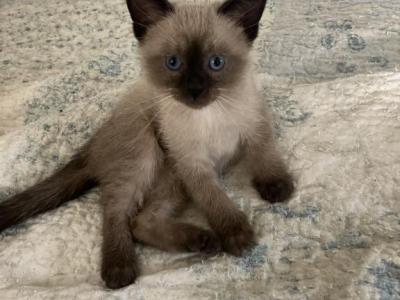 Shera - Siamese - Gallery Photo #1