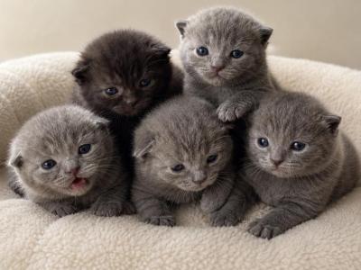 Mint - British Shorthair - Gallery Photo #1
