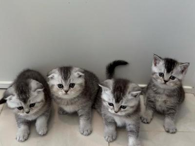 Scottish Fold Kittens - Scottish Fold - Gallery Photo #1