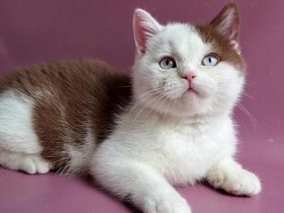 Vito - British Shorthair - Gallery Photo #1