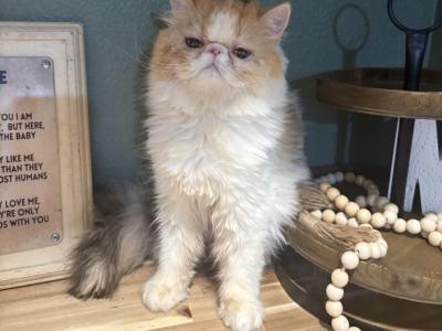 Harper - Persian - Gallery Photo #1