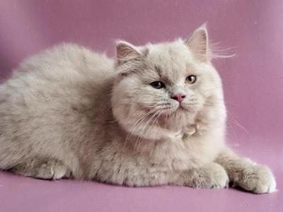 Teo - British Shorthair - Gallery Photo #1