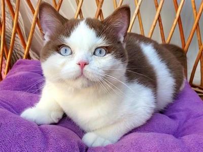Steven - British Shorthair - Gallery Photo #1