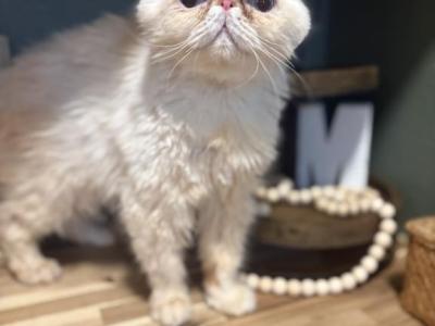 Hensley - Persian - Gallery Photo #1