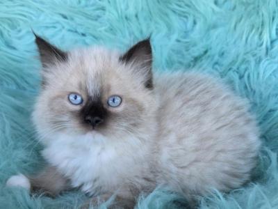 Lucky Male Ragdoll - Ragdoll - Gallery Photo #1