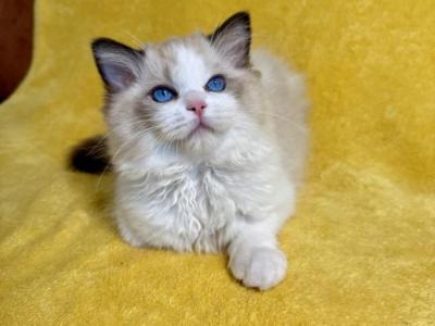 Cloud Litter Two Males Available L CFA Eligible - Ragdoll - Gallery Photo #1