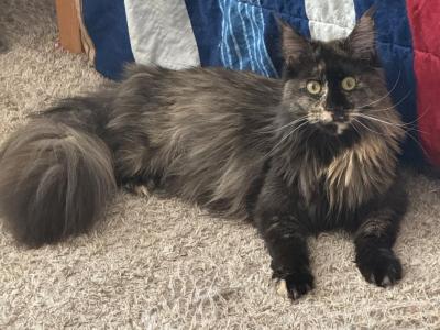 Katherine - Maine Coon - Gallery Photo #1