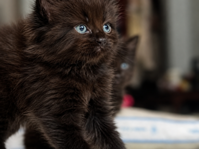 Nightclouds Litter - American Longhair - Gallery Photo #1
