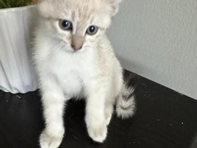 Luna - Balinese - Gallery Photo #1