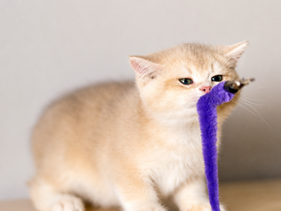 Biscuit - British Shorthair - Gallery Photo #1