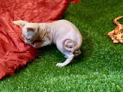 Sunkissed Boy - Sphynx - Gallery Photo #1