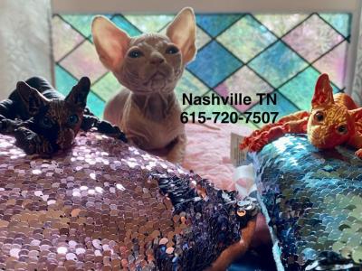 Sunkissed Boy - Sphynx - Gallery Photo #1