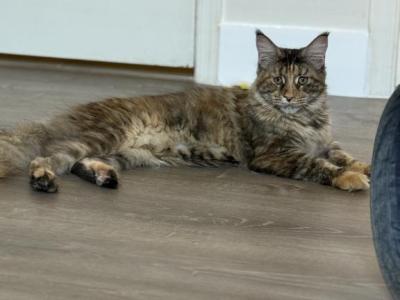 Victoria - Maine Coon - Gallery Photo #1