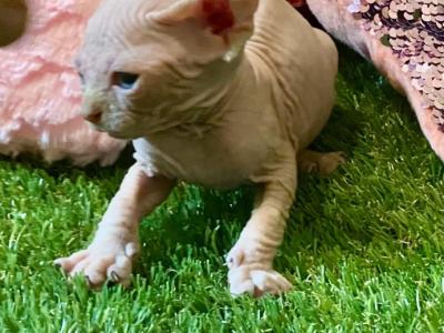 Pink Boy - Sphynx - Gallery Photo #1