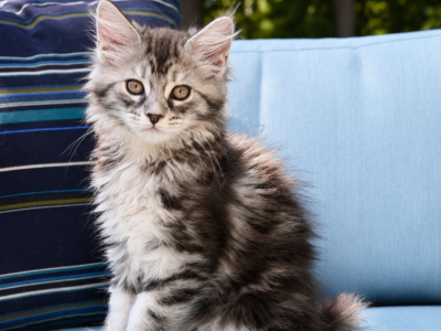 Me - Maine Coon - Gallery Photo #1