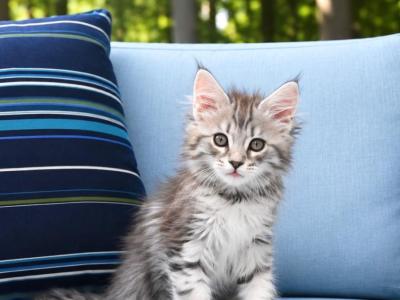 Fa - Maine Coon - Gallery Photo #1