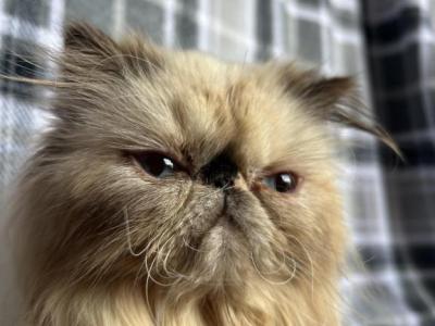 Winter - Persian - Gallery Photo #1