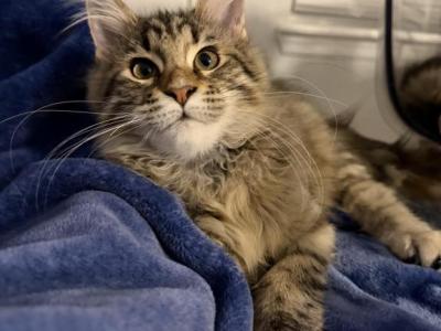Agnetha - Maine Coon - Gallery Photo #1