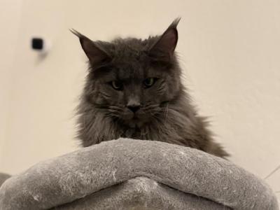 Charlotte - Maine Coon - Gallery Photo #1