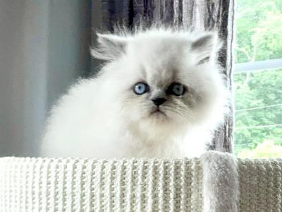 McMuffins Spring Litter - Himalayan - Gallery Photo #1