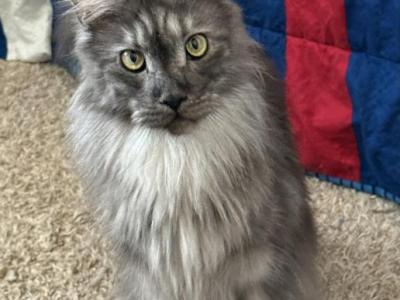 Elizabeth - Maine Coon - Gallery Photo #1