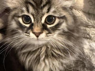 Otter Of FirCountry Siberians - Siberian - Gallery Photo #1